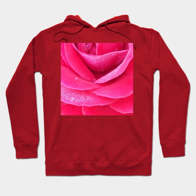 Dew on pink rose petals macro Hoodie by oknoki